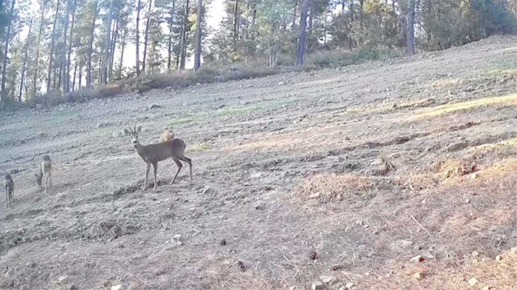 Tekirdağ'da karaca ve yavruları ormanda  fotokapanla görüntülendi