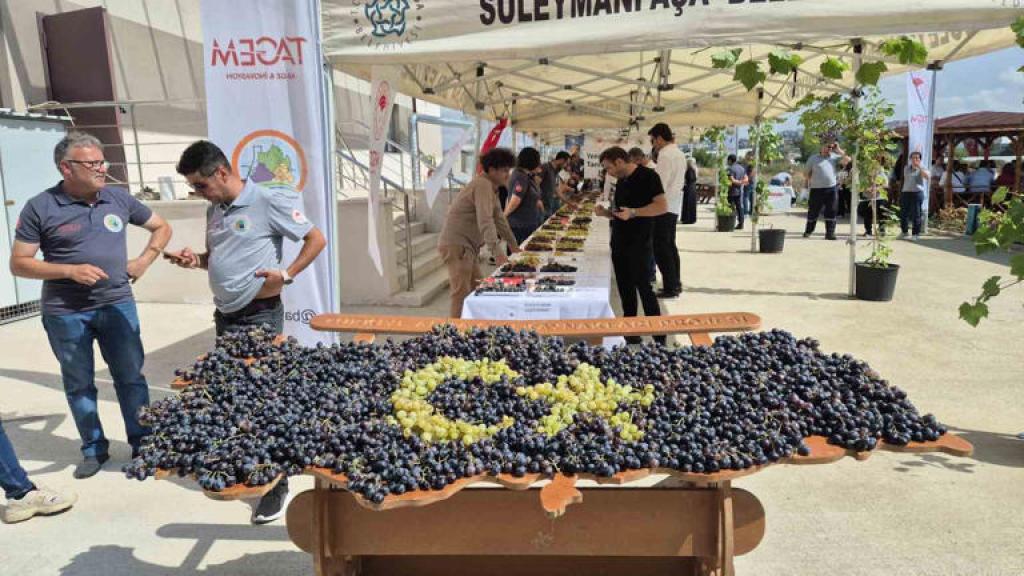 Tekirdağ’da Yeni Üzüm Çeşitleri Tanıtıldı