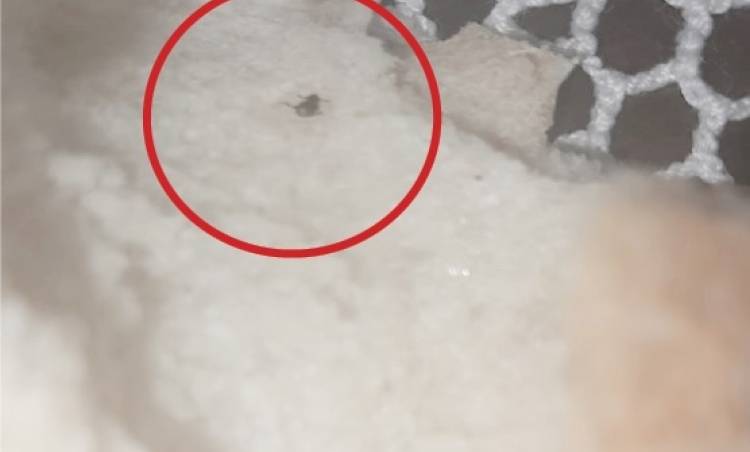 Bakkaldan aldığı ekmeğin içinden çıktı!  İnsan sağlığıyla bu kadar kolay oynanmaması lazım