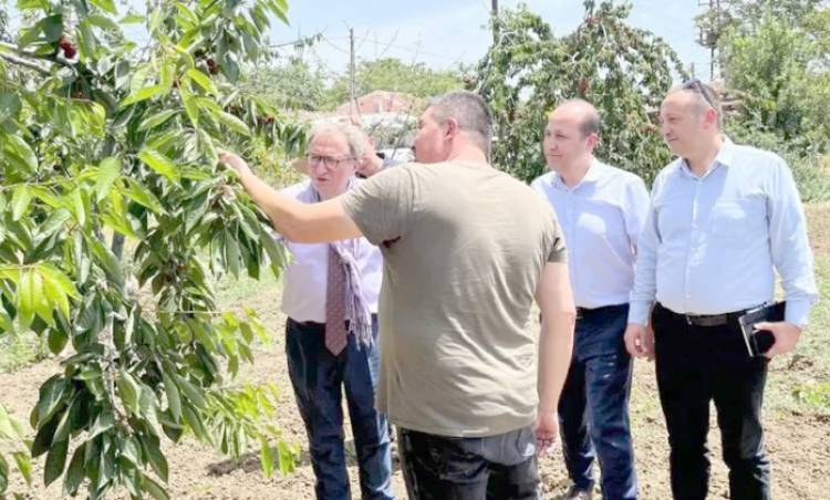 KAYMAKAM HELVACI DALINDAN KİRAZ YEDİ