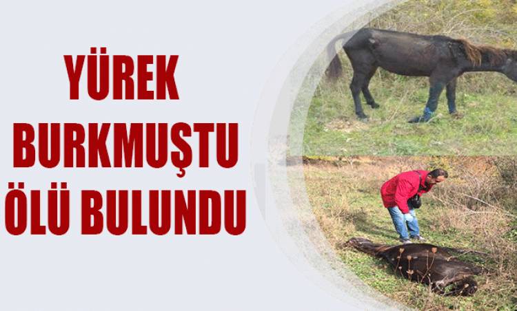 O At Ölü Bulundu