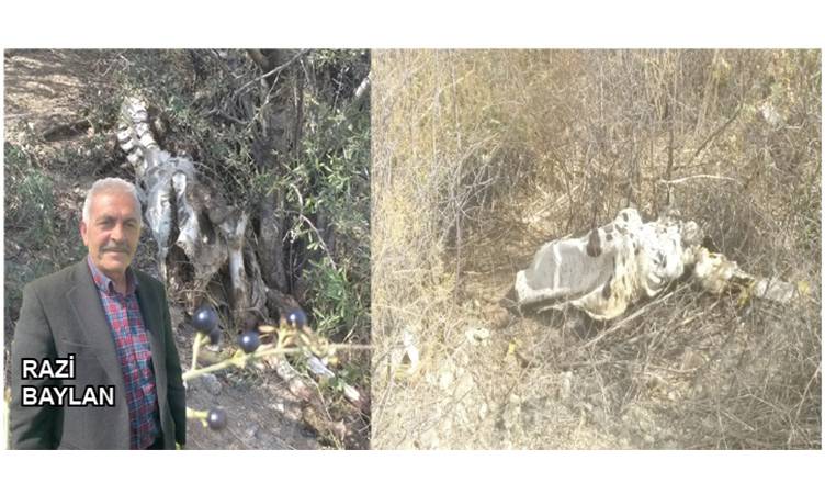Ölü büyükbaşları  çalılık alana attılar