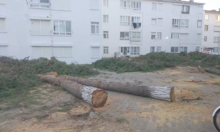 Şarköy’de Ağaç Katliamı