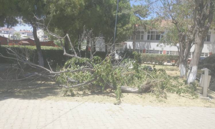 Şarköy’de Müdürü Olmayan Okul Bahçesinde Ağaç Katliamı