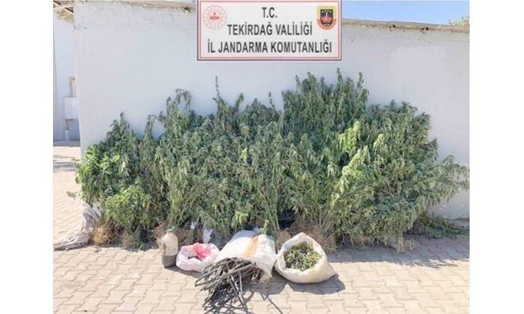 Şarköy'de Yasa Dışı Kenevir Ekimi Operasyonu: 514 Kök Kenevir ve 900 Gram Esrar Ele Geçirildi