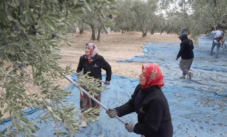 Şarköy'de Zeytin Hasadı Coşkusu
