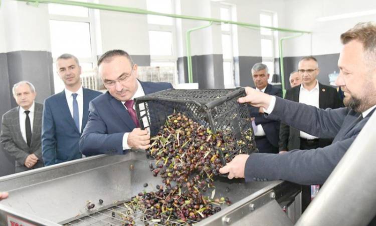 Tekirdağ Valisi Recep Soytürk Şarköy'de Zeytin hasadına katıldı