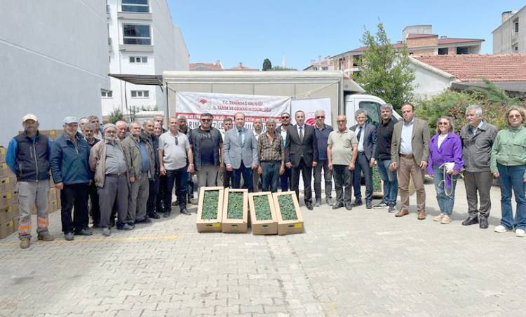 Üreticilere yazlık sebze fidesi dağıtıldı