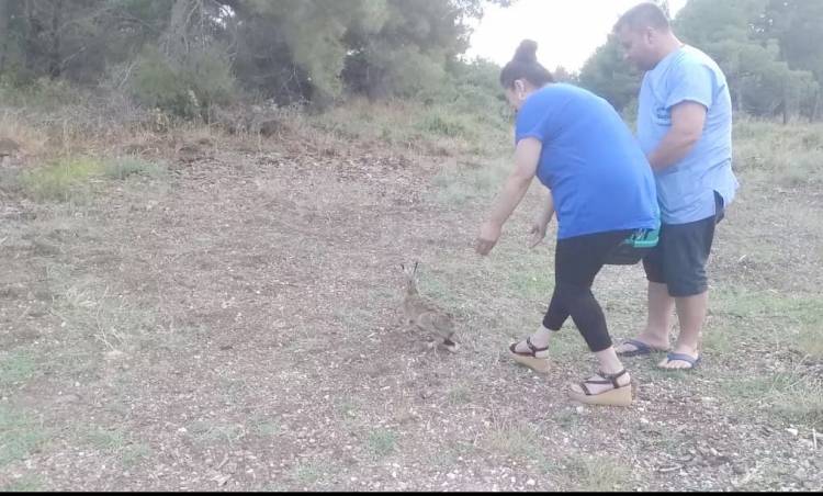 VETERİNERİN TEDAVİ ETTİĞİ YABAN TAVŞANI DOĞAYA BIRAKILDI