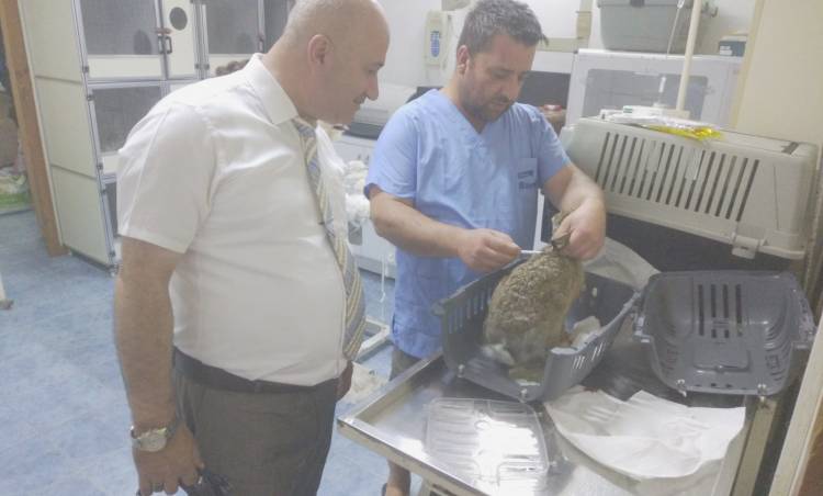 Yaralı yaban tavşanını veterinerde tedavi ettirdi