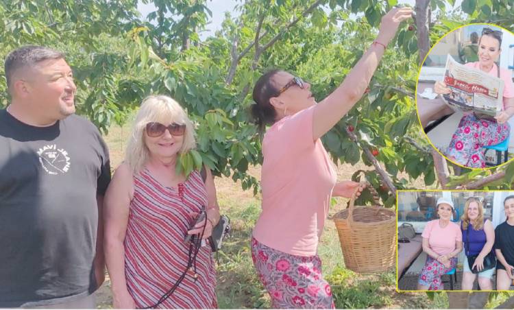 Perihan Savaş, Şarköy'de Kiraz Hasadına Katıldı